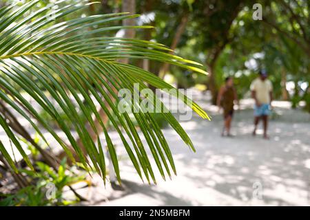 Maldive scena - foglia di palma e la gente nel paesaggio, Rasdhoo atoll, le isole tropicali Maldive, Asia Foto Stock