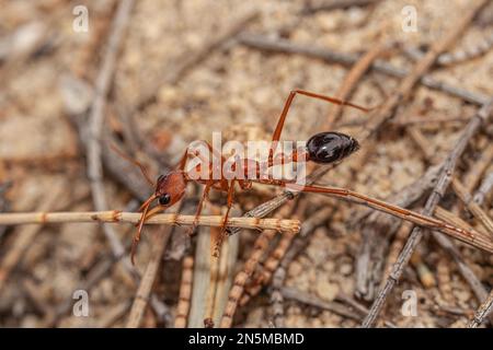 Close up of an Australian Giant Bull Ant, myrmecia gratiosa, with eyes and jaws in focus walking over twigs and looking over the edge of ant nest Stock Photo