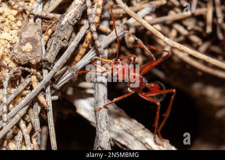 Primo piano di una toro gigante australiano ANT, mirmecia gratiosa, con occhi e mandibole a fuoco che camminano su ramoscelli e si guardano sul bordo del nido formico entr Foto Stock