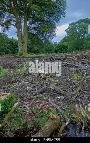 Il disordine di brushwood ed i rami inutilizzabili dell'albero hanno lasciato in un legno dopo l'abbattimento dell'albero, Scozia. Foto Stock