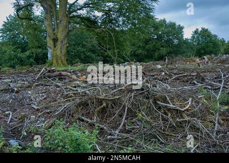 Il disordine di brushwood ed i rami inutilizzabili dell'albero hanno lasciato in un legno dopo l'abbattimento dell'albero, Scozia. Foto Stock