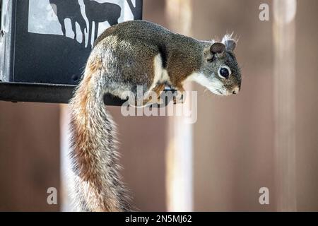 Scoiattolo rosso aggrappato al bordo dell'alimentatore di uccelli in un giorno di primavera a Taylors Falls, Minnesota USA. Foto Stock