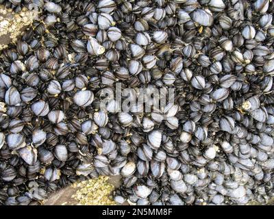 Conchiglie formano belle strutture sulla spiaggia scoperta dalla marea Foto Stock