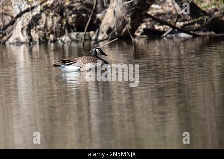 L'oca canadese nuotando lungo la costa dei boschi con gli alberi riflessi nello stagno in una giornata di primavera a St Croix Falls, Wisconsin, Stati Uniti. Foto Stock