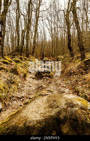 Gli escursionisti salgono su un sentiero di rocce e muschi nella foresta. Foto Stock