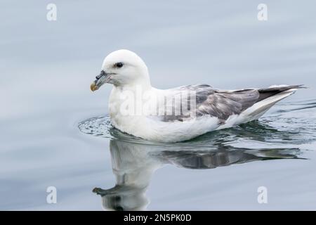 fulmar settentrionale, Fulmarus glacialis, adulto singolo che nuota sul mare, Islanda Foto Stock