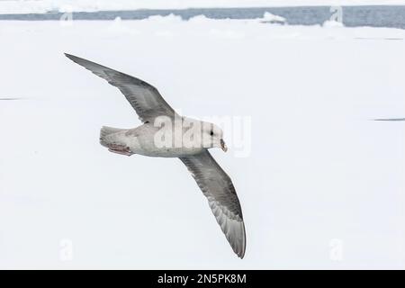 fulmar settentrionale, Fulmarus glacialis, uccello single blu phase che sorvola il ghiaccio, Spitsbergen, Svalbard, Norvegia Foto Stock