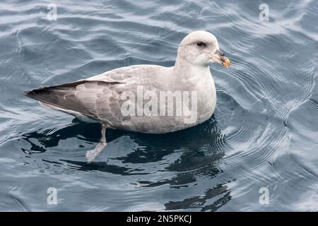 Fulmar settentrionale, Fulmarus glacialis, uccello single blu phase nuoto in mare, Spitsbergen, Svalbard, Norvegia Foto Stock