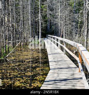 La passerella in legno conduce su uno stagno unico e sugli alberi. Primavera nel Parco Marino Provinciale di Smuggler Cove sulla Sunshine Coast della British Columbia Foto Stock