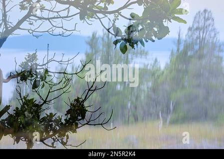 Livelli struttura astratta. Primo piano di foglie e rami di albero affilati sullo sfondo di alberi di conifere offuscati dal movimento intenzionale della fotocamera. Foto Stock