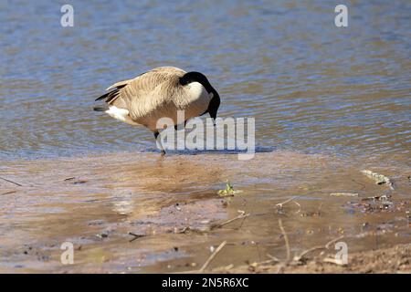 Canada Goose graffiare mentre in piedi nella sabbia lungo la riva di Jerusalem Pond in un giorno di primavera a St. Croix Falls, Wisconsin, Stati Uniti. Foto Stock