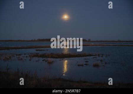 La luna piena che riflette nelle zone umide intorno a Welney, Norfolk . Cigni di tutte e tre le varietà, Mute, Whooper e Bewick che dormono al chiaro di luna. REGNO UNITO Foto Stock