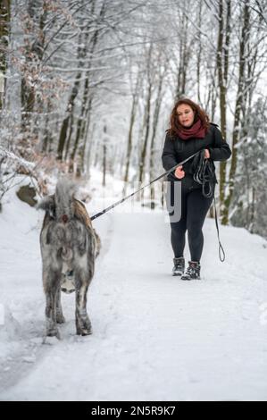 Donna con capelli ricci marrone sta avendo un argomento con il suo cane akita inu grigio colorato, tira sul guinzaglio, vista posteriore del cane nella foresta durante w Foto Stock