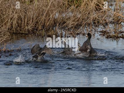 Due folaghe (Fulica atra) calpestano la boxe sulle spalle, combattendo per i diritti di accoppiamento e il territorio. Molta azione, spruzzi e spruzzi. Norfolk Regno Unito Foto Stock