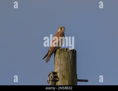 Un maschio Kestrel ( Falco tinnunculus ) utilizzando il telegrafo post come uno sguardo fuori post mentre fuori a caccia di cibo. Norfolk, Regno Unito Foto Stock