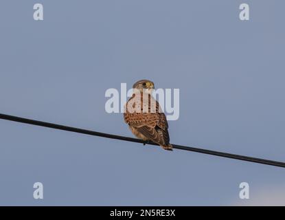 Un maschio Kestrel ( Falco tinnunculus ) utilizzando il filo telefonico come un posto di sguardo mentre fuori a caccia di cibo. Norfolk, Regno Unito Foto Stock