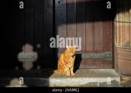 Gatto zenzero seduto al sole nel portico lato sud e l'ingresso alla chiesa di Santa Maria, Rossherne vicino a Knutsford, Cheshire Foto Stock