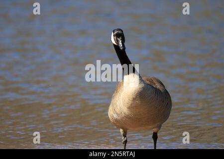 Graziosa posa di un'oca canadese con il suo collo girato in piedi a Jerusalem Pond in un giorno di primavera a St Croix Falls, Wisconsin, Stati Uniti. Foto Stock