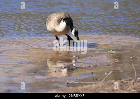 Oca canadese guado nella sabbia e tuffando il suo becco in Jerusalem Pond in una giornata di primavera a St. Croix Falls, Wisconsin, Stati Uniti. Foto Stock