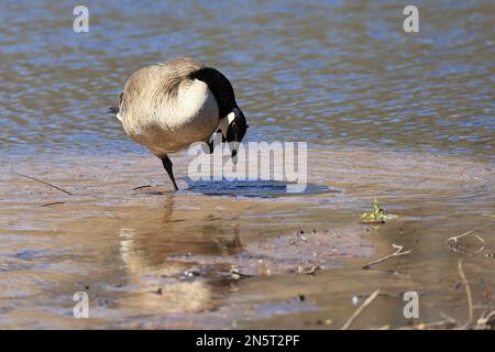 L'oca canadese graffia mentre si trova nella sabbia alla riva di Jerusalem Pond in St. Croix Falls, Wisconsin, Stati Uniti. Foto Stock