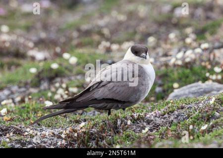 skua a coda lunga o jaeger a coda lunga, Stercorarius longicaudus, singolo adulto in piedi sulla tundra, Spitsbergen, Norvegia Foto Stock