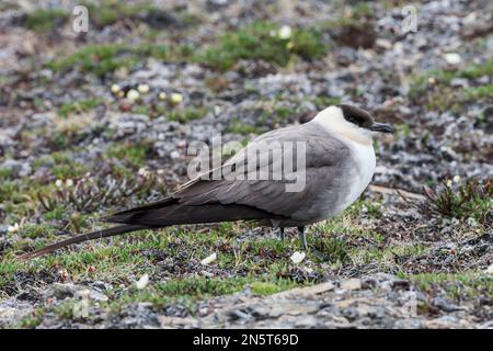 skua a coda lunga o jaeger a coda lunga, Stercorarius longicaudus, singolo adulto in piedi sulla tundra, Spitsbergen, Norvegia Foto Stock