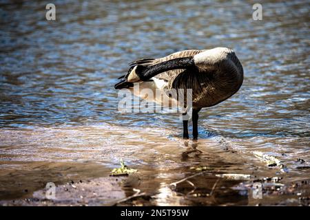 L'oca canadese predicando le sue piume in piedi nella sabbia sulla riva di Jerusalem Pond in un giorno di primavera a St. Croix Falls, Wisconsin, Stati Uniti. Foto Stock