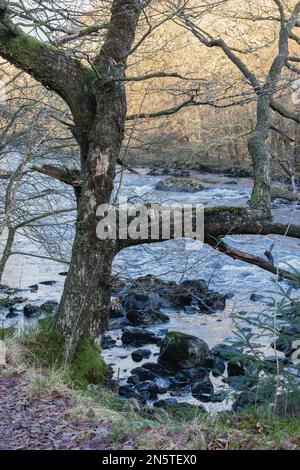 Il fiume Leny. (Alias Garbh Uisge) dalla riva ovest dove la Rob Roy Way attraversa il Passo di Leny vicino a Callander. Foto Stock