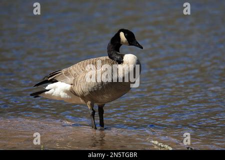 Bella oca canadese con il suo collo aggraziato in piedi sulla riva di Jerusalem Pond in una giornata di primavera a St Croix Falls, Wisconsin, Stati Uniti. Foto Stock