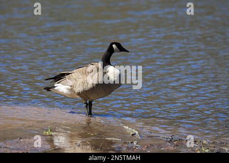 Bella oca canadese con il suo collo aggraziato in piedi sulla riva di Jerusalem Pond in una giornata di primavera a St Croix Falls, Wisconsin, Stati Uniti. Foto Stock