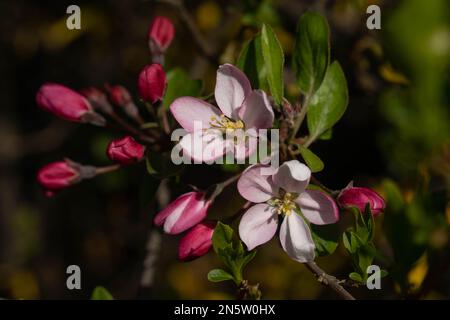 Fuoco selettivo dei rami bei dei fiori rosa del ciliegio sull'albero, i fiori di Sakura bei durante la stagione primaverile nel parco, modello di Flora te Foto Stock