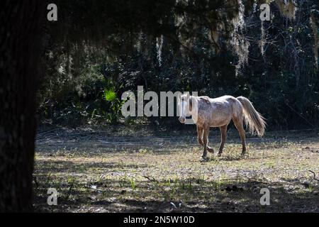 Siti sull'isola di Cumberland in Georgia Foto Stock