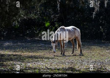 Siti sull'isola di Cumberland in Georgia Foto Stock