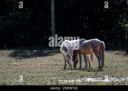 Siti sull'isola di Cumberland in Georgia Foto Stock