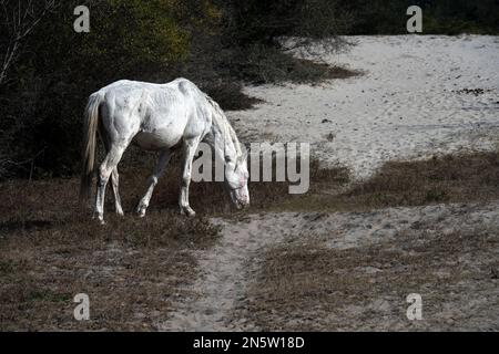 Siti sull'isola di Cumberland in Georgia Foto Stock