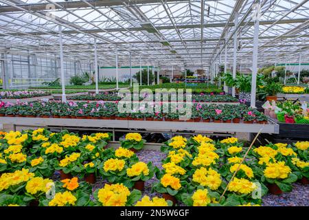 Moderno giardino serra con fiori e piante. vivaio vegetale. Molti fiori e piante in fiore diversi in pentole Foto Stock