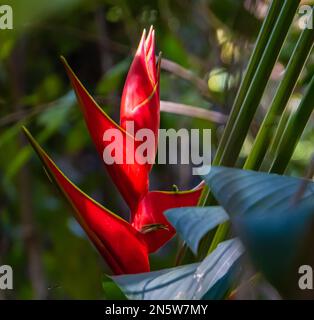 fiore tropicale di heliconia il cattura l'acqua piovana per uccelli e insetti Foto Stock