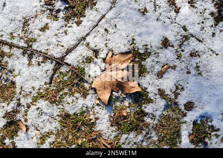 Primo piano di platanus foglia marrone appassita caduta sul terreno tra erba e neve alla luce del sole nel parco in inverno Foto Stock