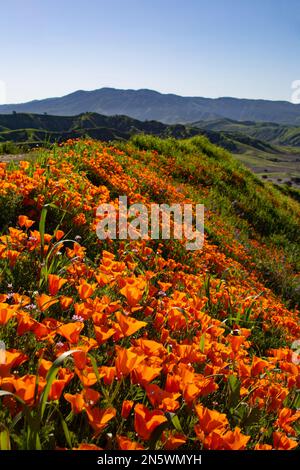 papaveri nel parco statale di chino hills 2023 Foto Stock