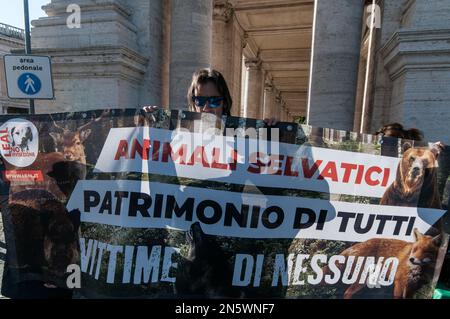 Roma, Italia, Italia. 7th Feb, 2023. Associazione degli animali sit-in in piazza del campidoglio collina, a Roma, per protestare contro l'abbattimento dei cinghiali nella capitale. (Credit Image: © Andrea Ronchini/Pacific Press via ZUMA Press Wire) SOLO PER USO EDITORIALE! Non per USO commerciale! Foto Stock