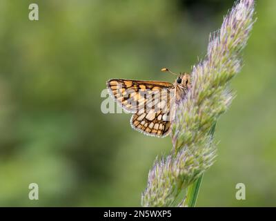 Skipper Chequered appoggiato su un gambo d'erba Foto Stock