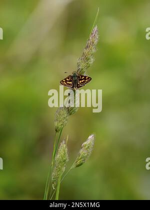 Skipper Chequered appoggiato su un gambo d'erba Foto Stock