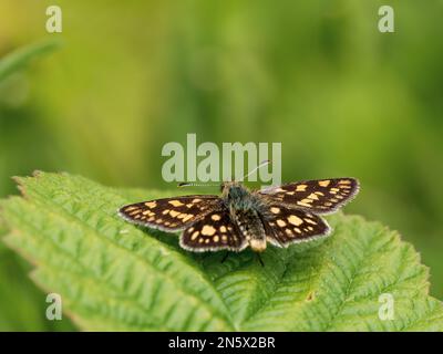 Skipper Chequered appoggiato su una foglia Foto Stock