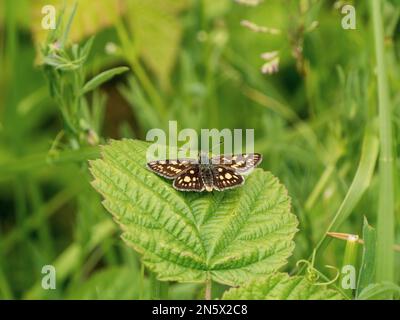 Skipper Chequered appoggiato su una foglia Foto Stock