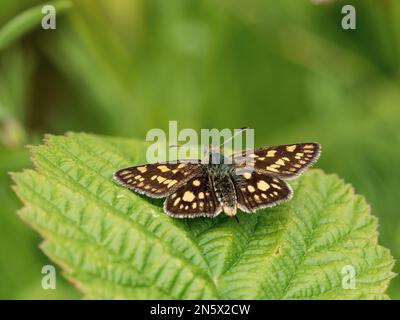 Skipper Chequered appoggiato su una foglia Foto Stock