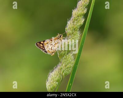 Skipper Chequered appoggiato su un gambo d'erba Foto Stock