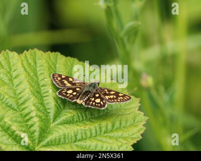 Skipper Chequered appoggiato su una foglia Foto Stock