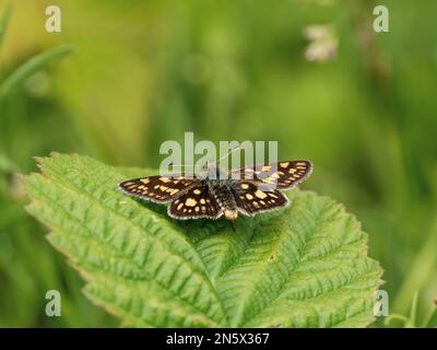 Skipper Chequered appoggiato su una foglia Foto Stock