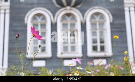 Cosmea fiori sullo sfondo delle belle finestre della casa. Foto Stock