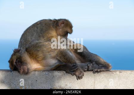 Due delle Barbary Apes di Gibilterra (Macaca Sylvanus) che si impegnano nel sociale governare mentre uno rilassa l'altro cerca insetti, situato sulla roccia superiore. Foto Stock